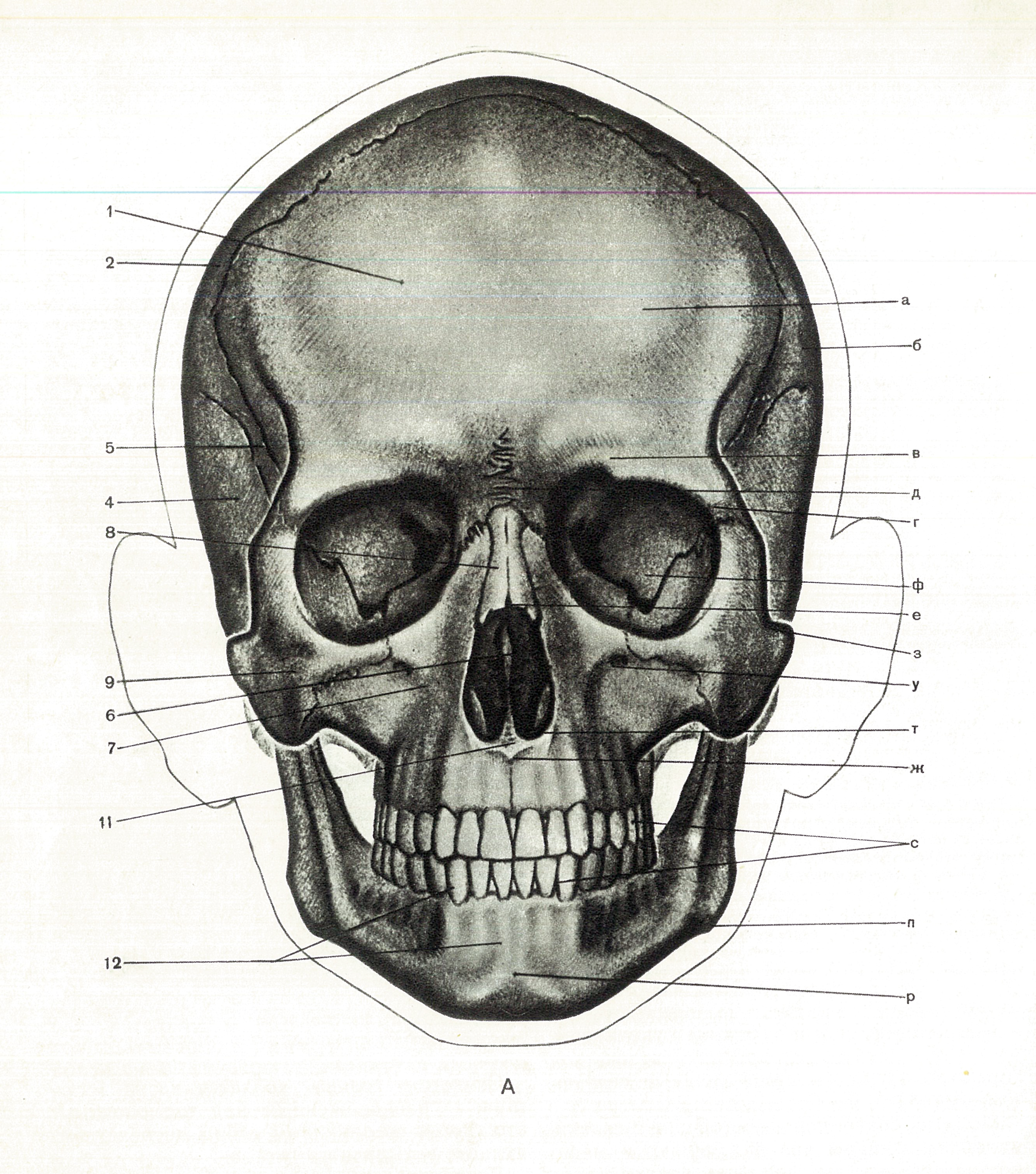 Кости черепа каждая кость. Череп спереди схема. Череп спереди анатомия. Кости черепа спереди. Черепные кости анатомия.