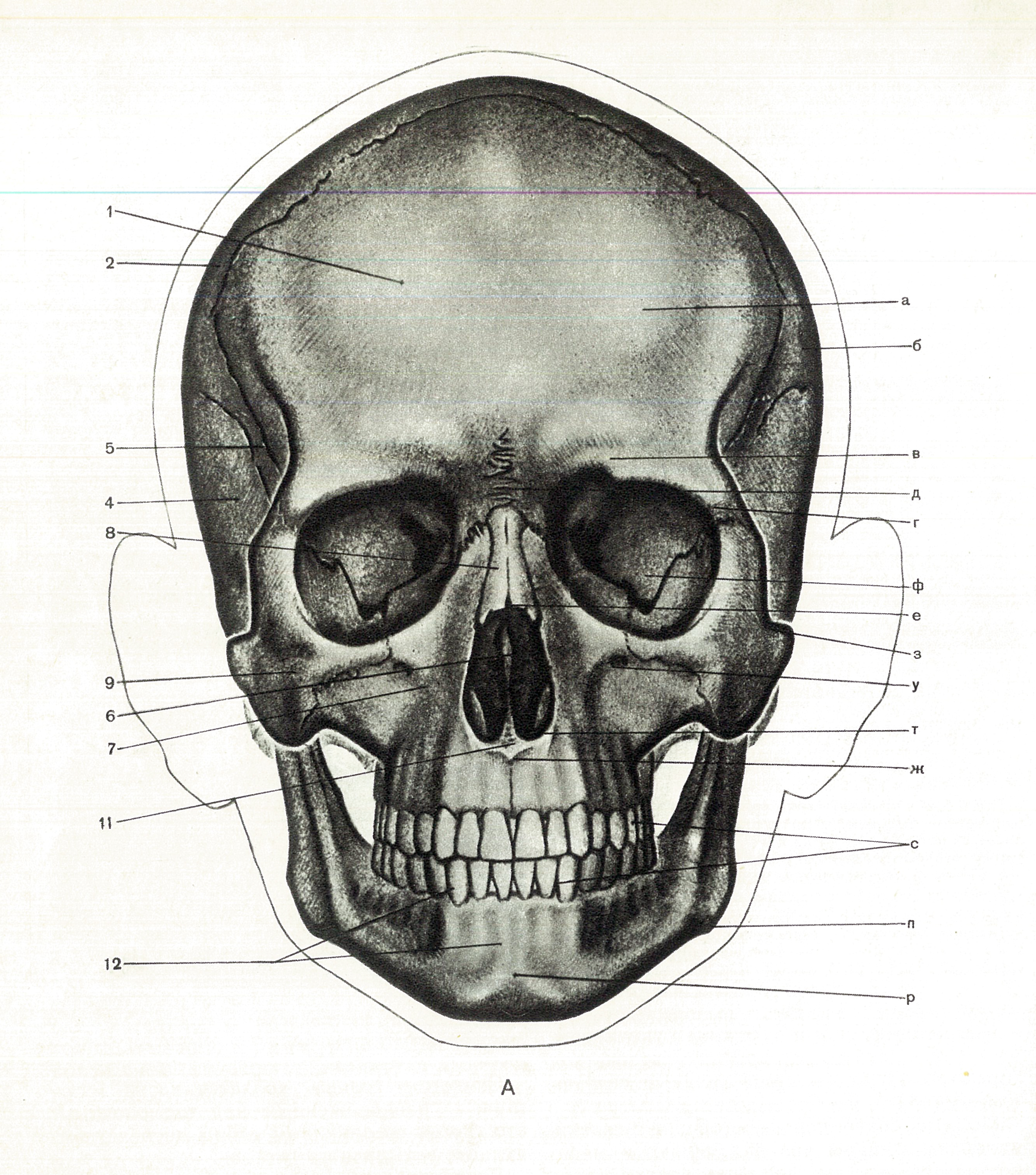 Череп взрослого человека. Череп спереди схема. Кости черепа анатомия. Строение черепа спереди. Кости черепа спереди.