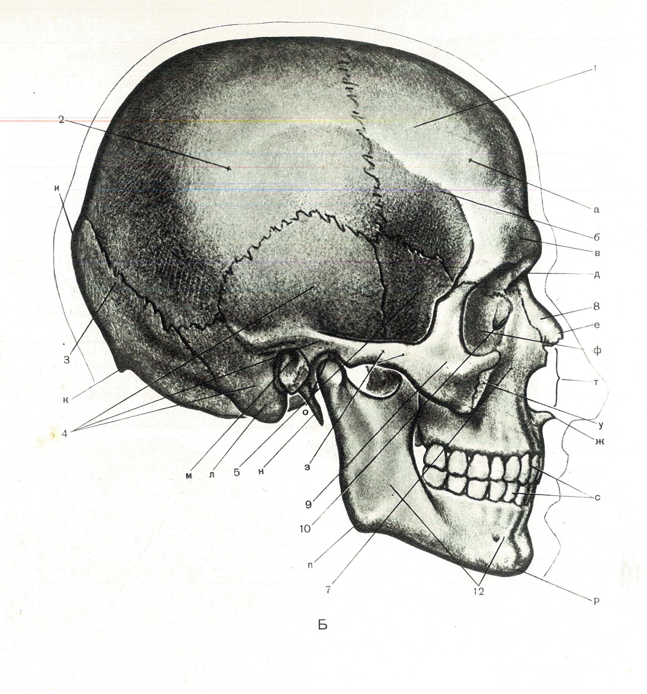 Череп задняя часть. Черепная коробка анатомия. Череп анатомия. Строение черепа человека.